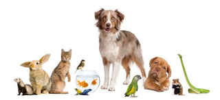 Pet supplies website, 10,000 products-high margin
