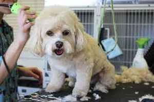pet-supply-and-grooming-store-in-high-growth-area-not-disclosed-texas