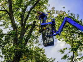 Tree Service Plus More