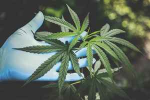 rare-cannabis-seed-grow-for-sale-tecumseh-oklahoma