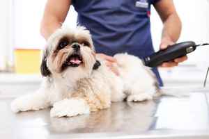 dog-grooming-business-for-sale-new-jersey