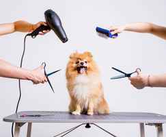 Dog Grooming Company for Sale in Richmond, VA