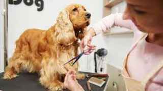 pet-grooming-salon-for-sale-in-illinois