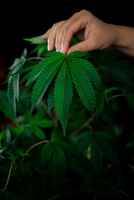cannabis-grow-supplies-captive-dispensaries-oklahoma