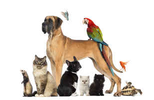 PetSupply website, high profits and traffic 24/7