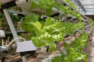 retail-and-commercial-growers-supply-gilroy-california