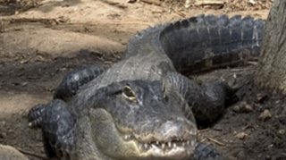 Gator World Parks of Florida