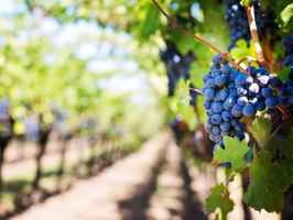 vineyard-winery-and-bistro-virginia