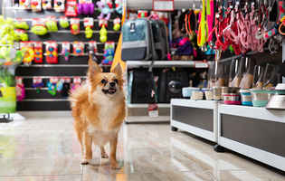 retail-pet-supply-and-grooming-for-sale-in-new-york