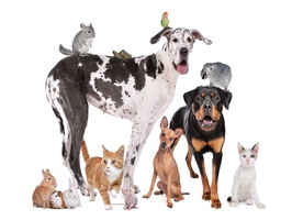 Veterinary Care, Pet Service, Pet Hotel w/RE