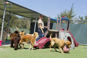 Dog Daycare, Boarding & Grooming Franchise