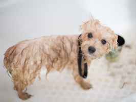 Price Reduced - Pet Grooming & Boarding & Day Care