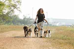 Award Winning Pet Walking and Pet Sitting Business