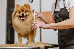 Long-Established Pet Grooming Business