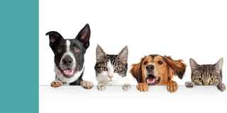 pet-kennel-and-doggie-daycare-florida