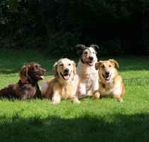 Luxury Dog Daycare & Boarding Includes Real Estate