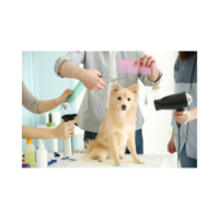 pet-grooming-and-dog-boarding-business-texas