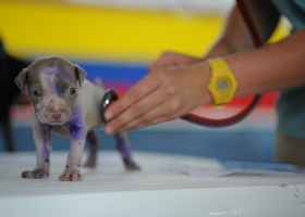 mobile-veterinary-medical-and-surgery-practice-denver-colorado