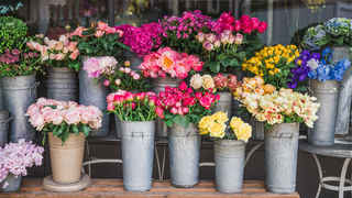 Profitable Flower Shop for Sale in Plymouth County
