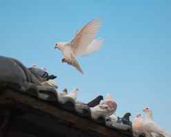 Profitable Pigeon Pest Control Business