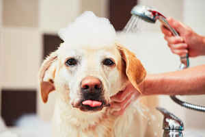 pet-grooming-business-for-sale-in-california