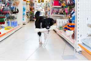 pet-store-franchise-in-okanagan-kelowna-british-columbia