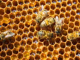 Bee Raising Business