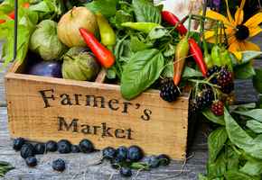 regional-farmers-market-and-nursery-for-sale-in-florida