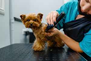 Small Breed Show Dog Pet Grooming