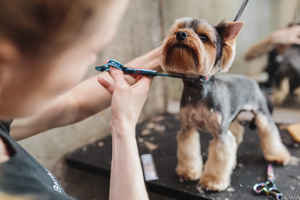 Profitable Dog Grooming Salon