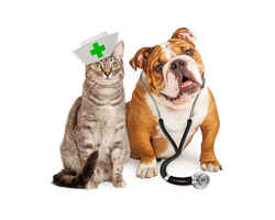 Innovative, Specialty Animal Clinic and Pet Resort