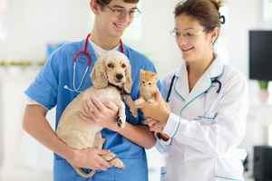 veterinary-hospital-eastern-massachusetts