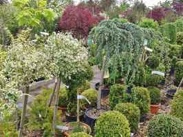 Retail/Commercial Nursery Business