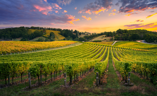 Premier Winery | Vineyards | Texas Estate