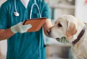 Veterinary Hospital Opportunity
