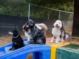 dog-kennel-and-training-center-iowa