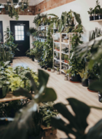 Houseplant Boutique And Flower Store