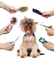 Gorgeous Pet Grooming and Shop at Premium South FL