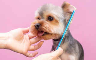 pet-grooming-and-boarding-shop-texas