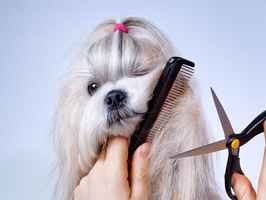 Fast Growing Mobile Pet Grooming Business for Sale