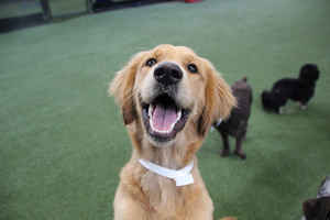 doggy-daycare-and-boarding-business-san-diego-california