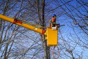 Profitable Tree Service Company Netting Over $600k