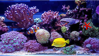 Tropical Fish Store with Potential for Growth