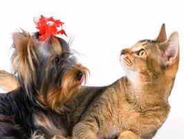 Price Reduced-Pet Grooming Business-Prime Location