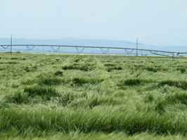 crop-consulting-business-in-southern-alberta