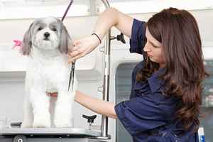 Absentee Ownership Mobile Pet Grooming Business RI