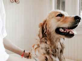 Mobile Pet Grooming Business – Proven Success