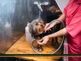 Established Professional Pet Grooming Spa