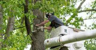 Profitable long standing professional tree service