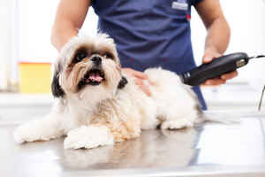 dog-grooming-new-jersey